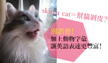 惊悚！ 「帮猫剥皮」是什么意思？别误会！想让英语表达更丰富，加上动物就对了！