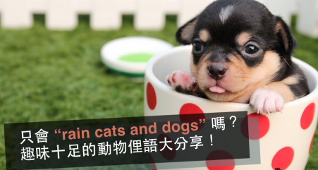 只会 “rain cats and dogs” 吗？趣味十足的动物俚语大分享！