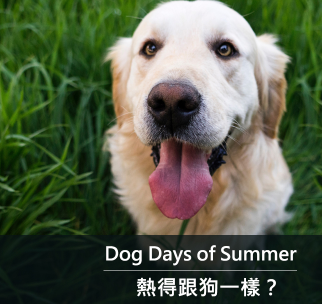 Dog Days of Summer 热得跟狗一样？