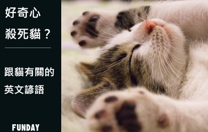 好奇心杀死猫？跟猫有关的英文谚语