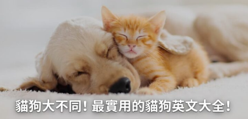 【宠物英文】猫狗大不同！最实用的猫狗英文大全！