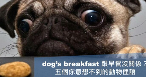 dog’s breakfast ≠ 狗的早餐? 五个意想不到的动物俚语