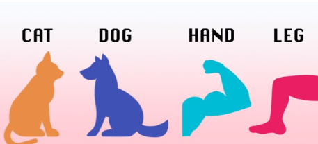 Cat, Dog, Hand, Leg…这些简单单字变化多，快速增加你的单字量！