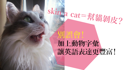 惊悚！ 「帮猫剥皮」是什么意思？别误会！想让英语表达更丰富，加上动物就对了！