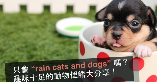 只会 “rain cats and dogs” 吗？趣味十足的动物俚语大分享！