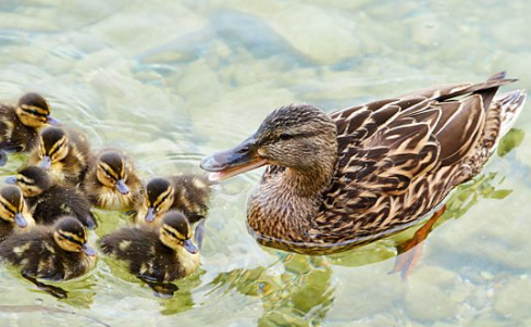 Like a duck to water “如鱼得水”的英文表达