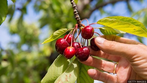 Cherry-pick 选优挑