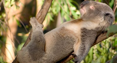 Cool koalas 萌酷的考拉