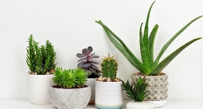 Houseplants: Good or bad? 在家里养盆栽好不好？