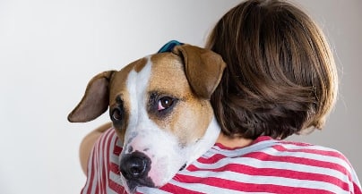 Dogs Help Stressed Students 狗狗帮助学生减压