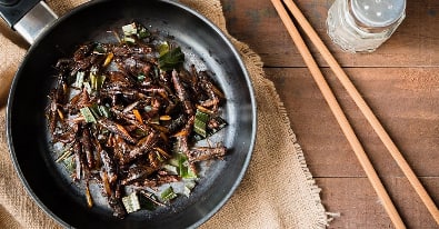 Bugs for lunch? 昆虫大餐