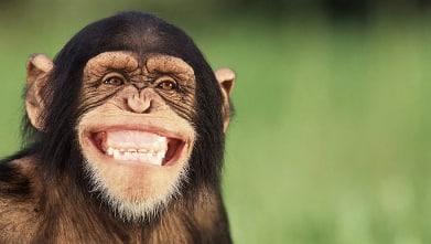 save mr chimpanzee 拯救大猩猩先生